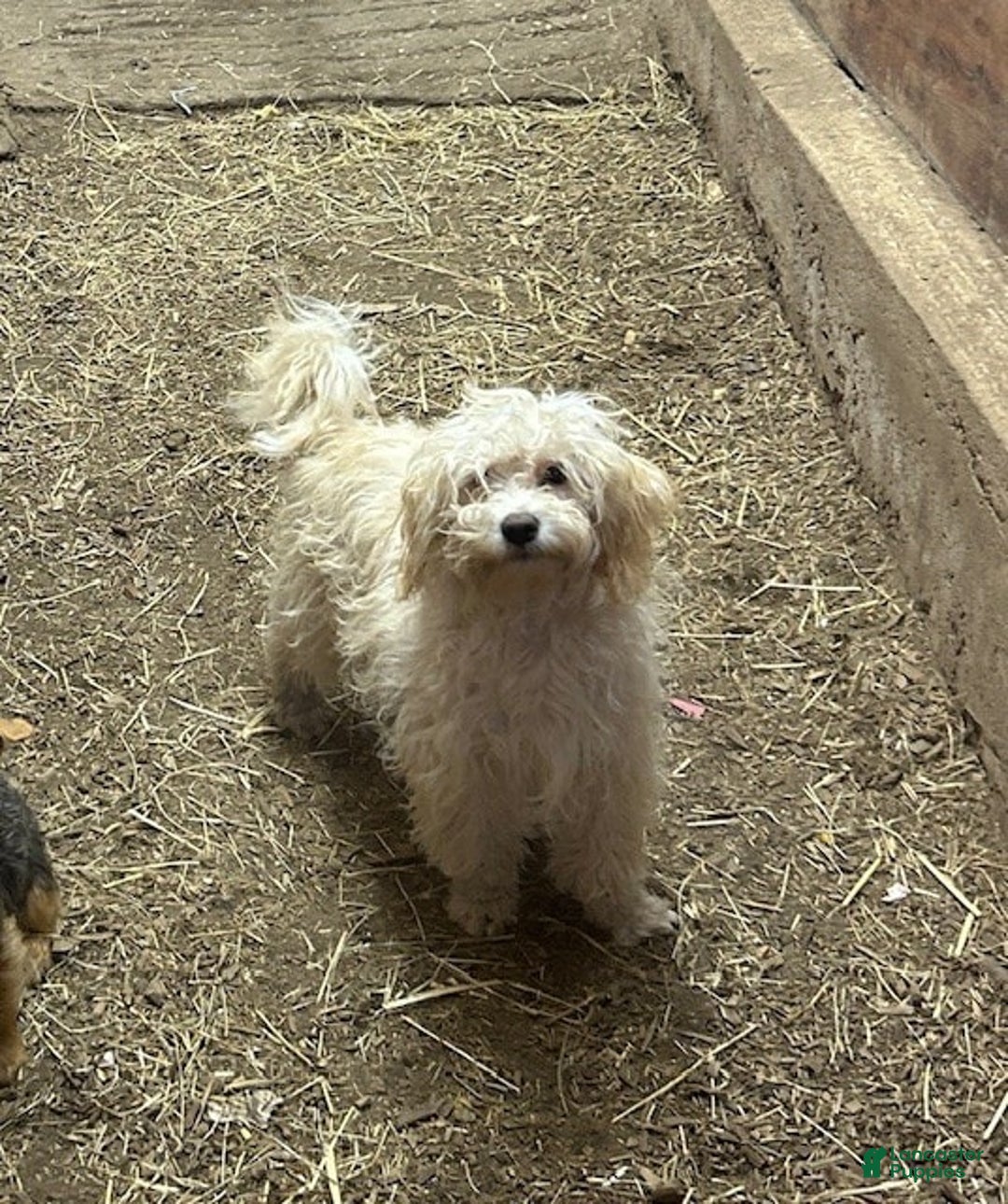 Cavapoo dogs for sale: Blue - Image 1