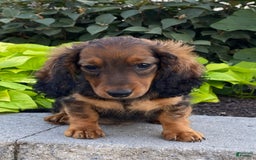 Dachshund dogs for sale: Dora - Image 8