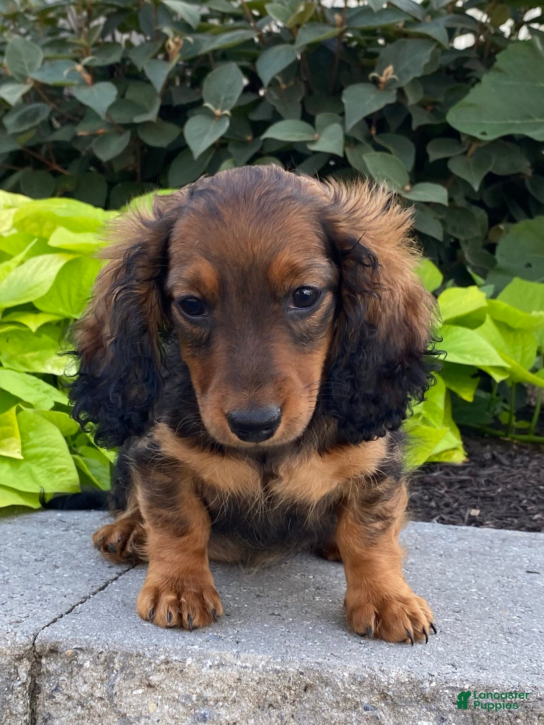 Dachshund dogs for sale: Dora - Image 8