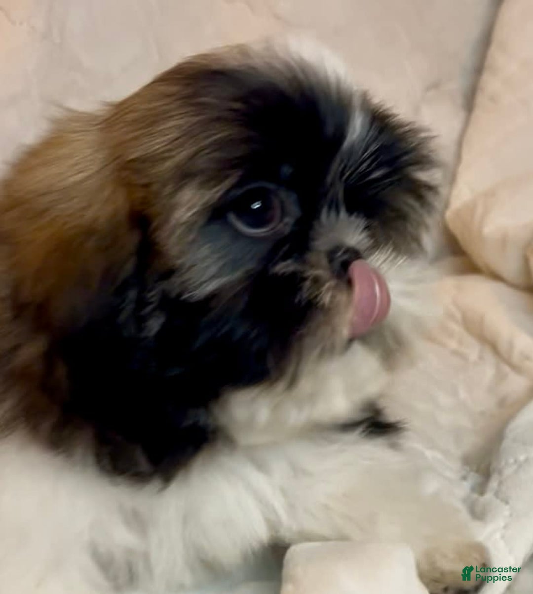 Shih Tzu dogs for sale: Teddy - Image 7