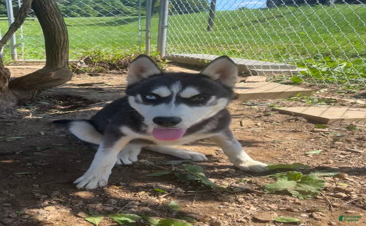 Siberian Husky dogs for sale - Ad 1