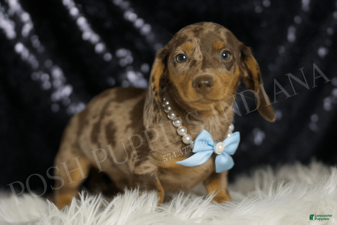 Miniature Dachshund dogs for sale: Teeter - Image 3