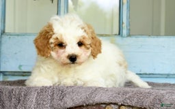 Havapoo dogs for sale: Daisy - Image 2