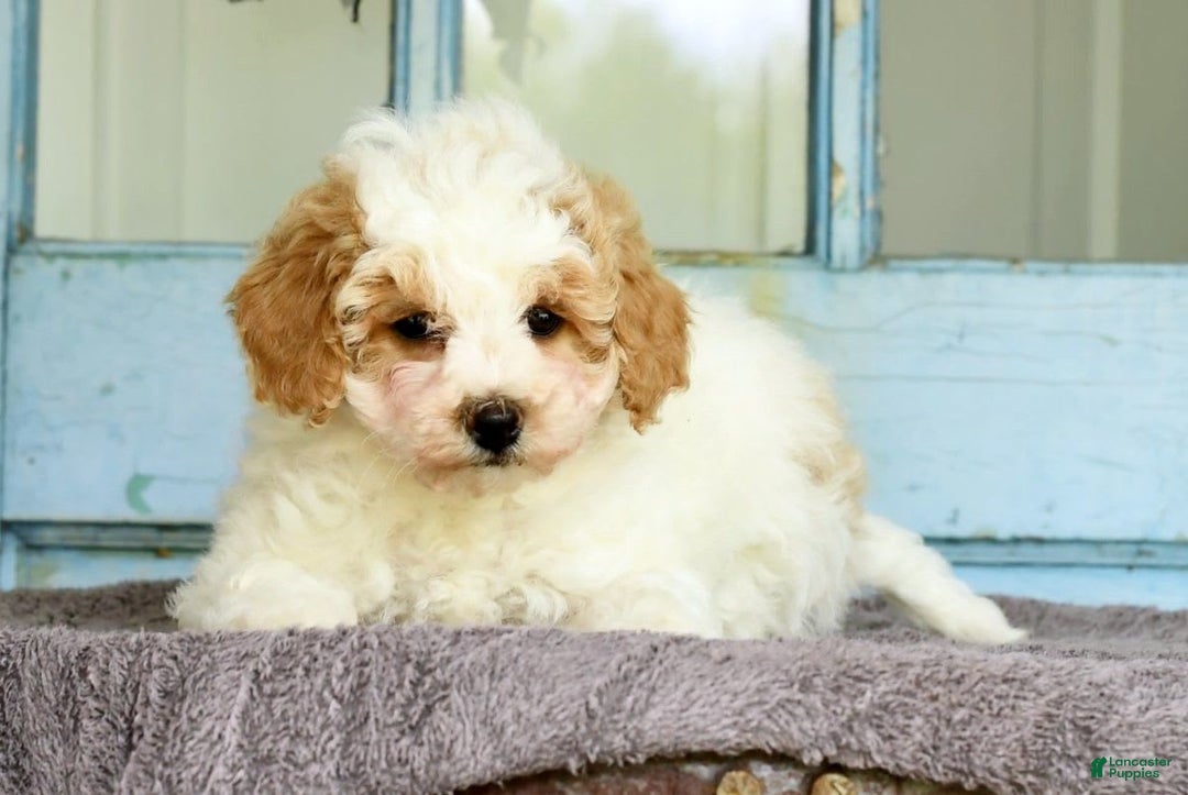 Havapoo dogs for sale: Daisy - Image 2