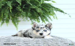 Pomsky dogs for sale: Bandit - Image 2