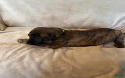 German Shepherd dogs for sale: Tommy - Image 1