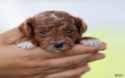 Toy Poodle dogs for sale: Dusky - Image 5