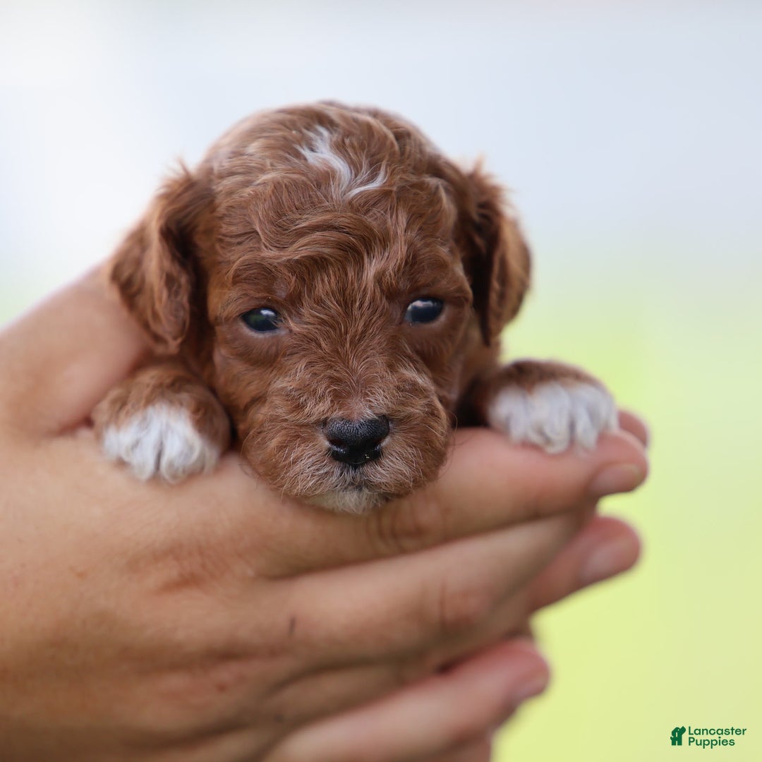 Toy Poodle dogs for sale: Dusky - Image 5