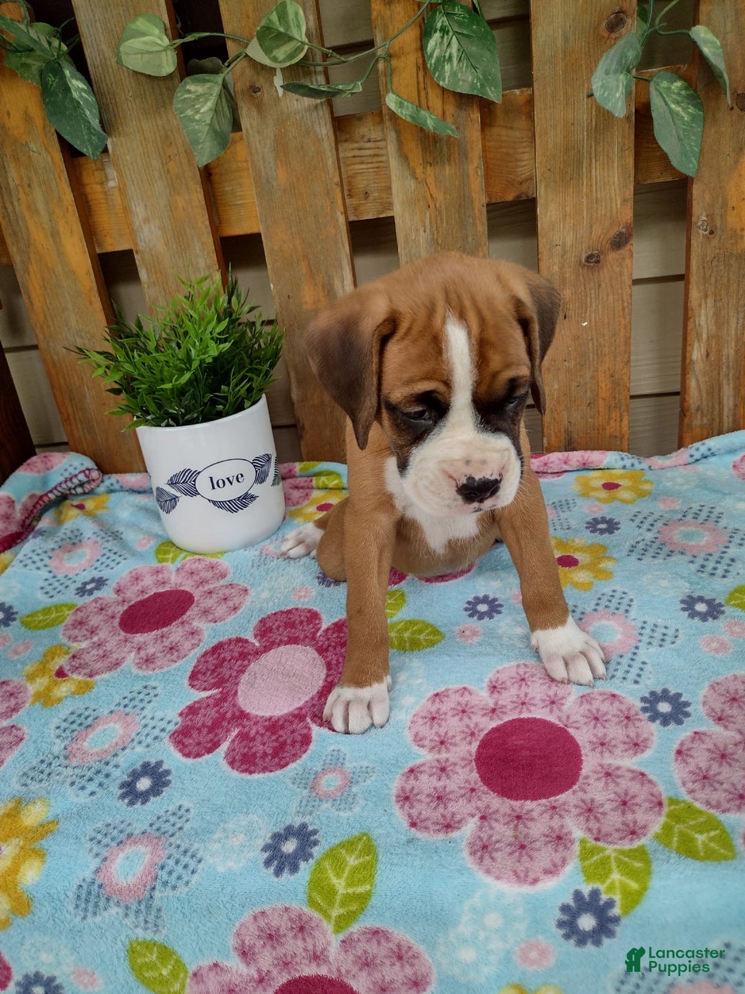 Boxer dogs for sale: Daisy - Image 2