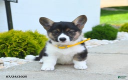 Welsh Corgi Pembroke dogs for sale: Tulip - Image 5