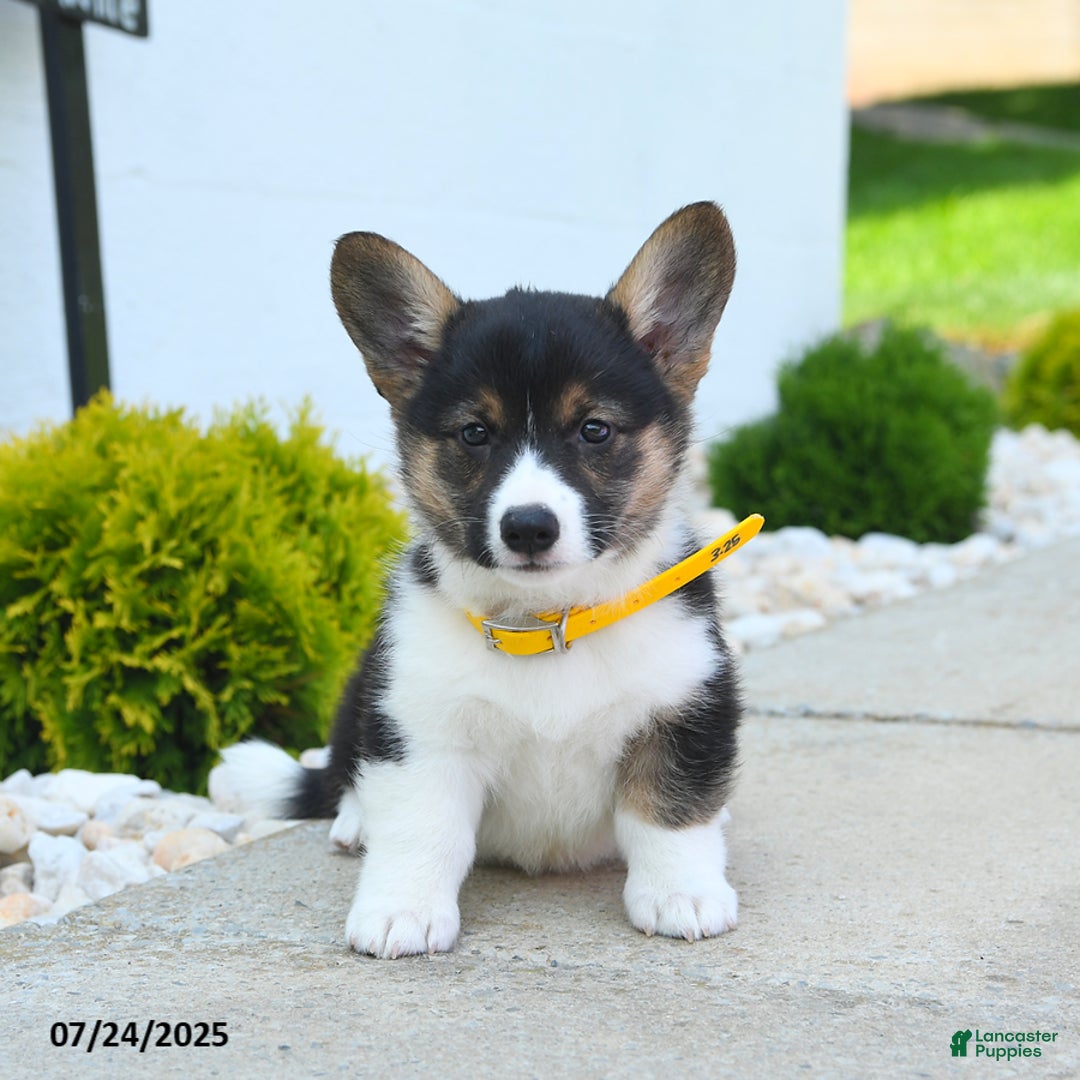 Welsh Corgi Pembroke dogs for sale: Tulip - Image 5