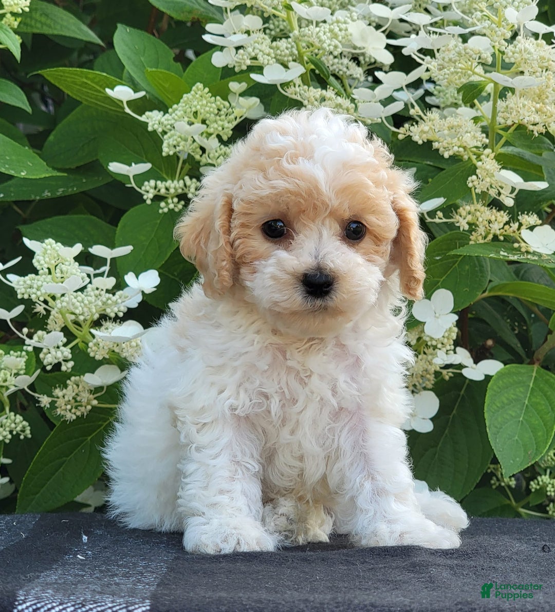 Bichpoo dogs for sale: Jimmy - Image 1