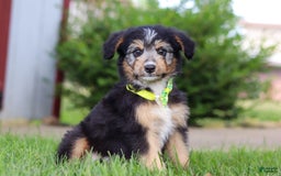 Mini Bernedoodle dogs for sale: Ollie - Image 4