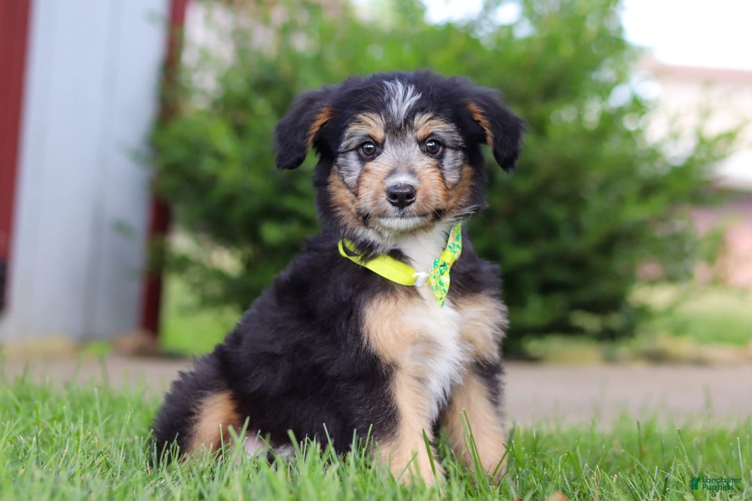 Mini Bernedoodle dogs for sale: Ollie - Image 4