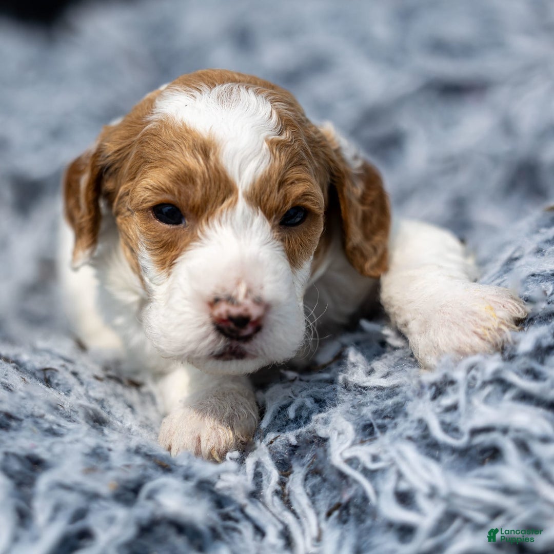 Standard Poodle dogs for sale: Reagan - Image 1