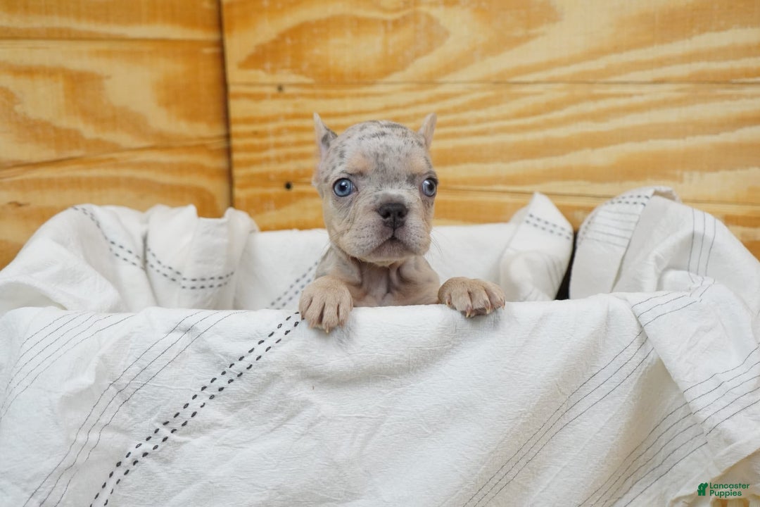 French Bulldog dogs for sale: Willow - Image 2