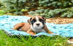 Boxer dogs for sale: Hero - Image 2