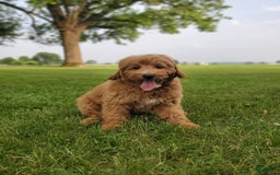 Mini Goldendoodle dogs for sale: Milo F1b - Image 27
