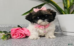 Shih Tzu dogs for sale: Tiny Tiff ❤️ - Image 28