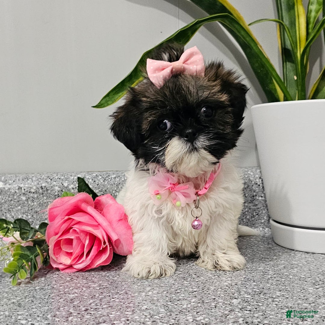 Shih Tzu dogs for sale: Tiny Tiff ❤️ - Image 28