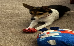 Jack Russell Terrier dogs for stud: Bandit - Image 4