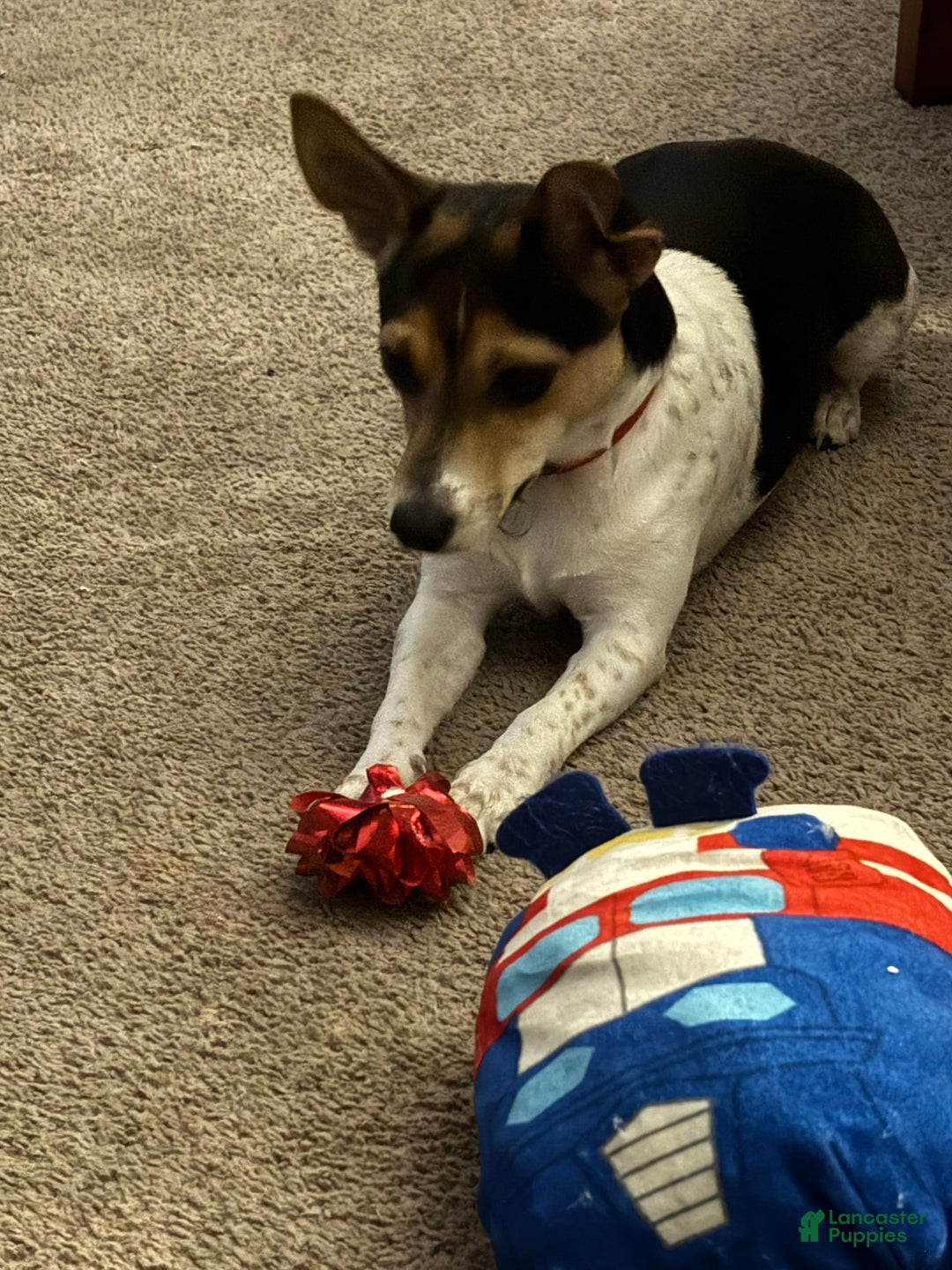 Jack Russell Terrier dogs for stud: Bandit - Image 4