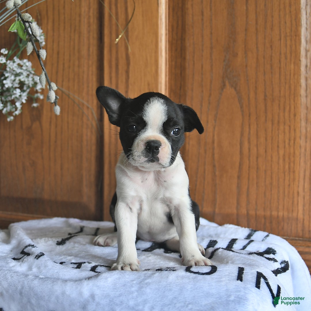 Boston Terrier dogs for sale: Heidi - Image 3