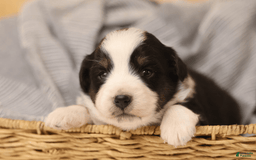 Miniature Australian Shepherd dogs for sale: Eisenhower - Image 19