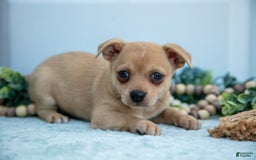 Chihuahua dogs for sale: Paul - Image 4