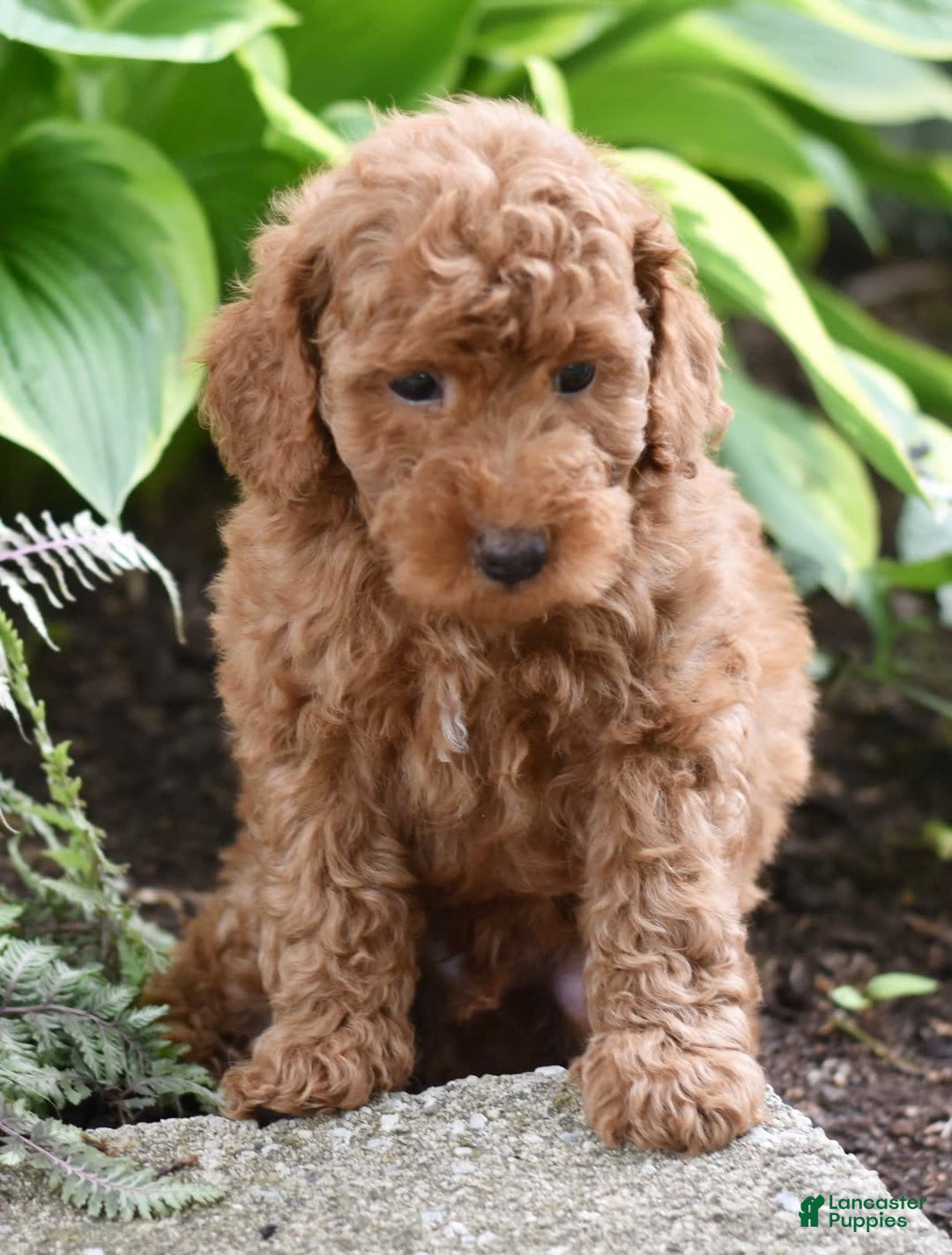Miniature Poodle dogs for sale: Leo - Image 12