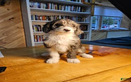 Portuguese Water Dog dogs for sale: Harry - Image 2