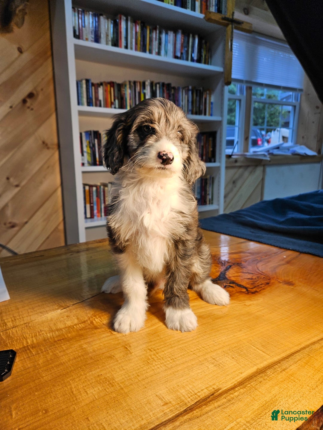 Portuguese Water Dog dogs for sale: Harry - Image 2