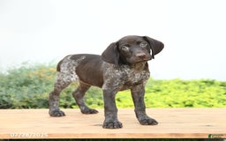 German Shorthaired Pointer dogs for sale: Java - Image 2
