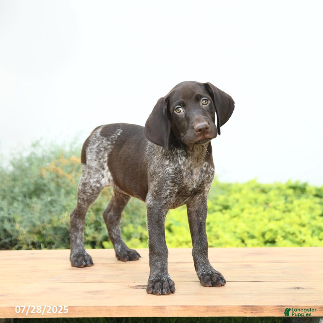 German Shorthaired Pointer dogs for sale: Java - Image 2