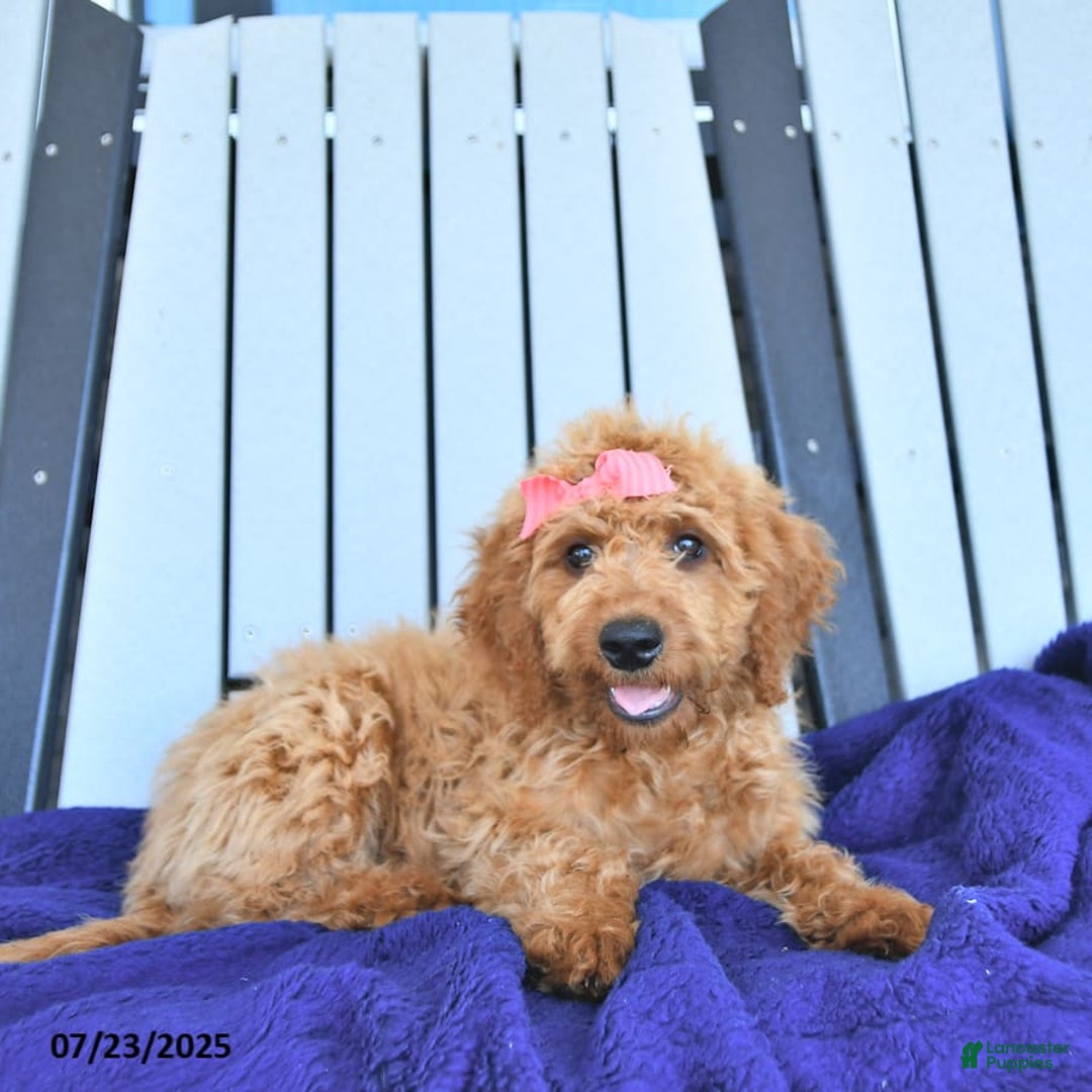 Mini Goldendoodle dogs for sale: Aurora - Image 16