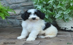 Bernedoodle dogs for sale: Jayce - Image 2