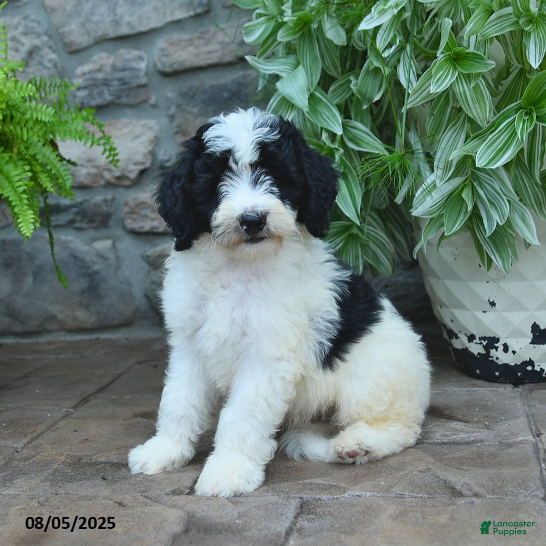 Bernedoodle dogs for sale: Jayce - Image 2