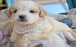Teddy Bear dogs for sale: Annebelle - Image 1