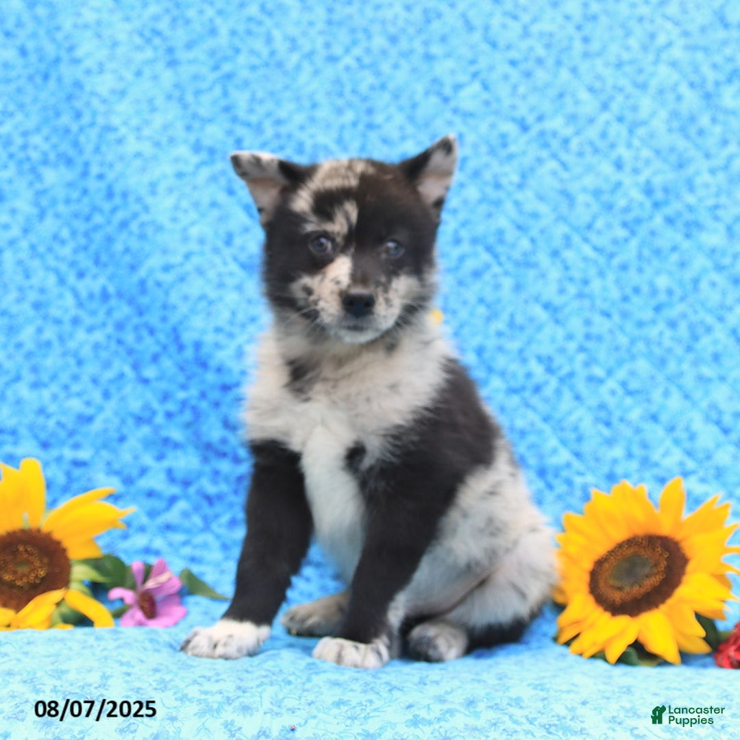 Pomsky dogs for sale: Mochi - Image 5