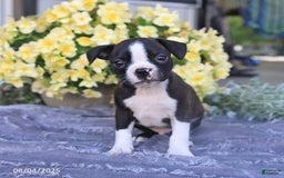 Boston Terrier dogs for sale: Hank - Image 3