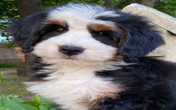 Mini Bernedoodle dogs for sale: 💛 Boston Ma 💛 Mini Bernedoodle - Image 20