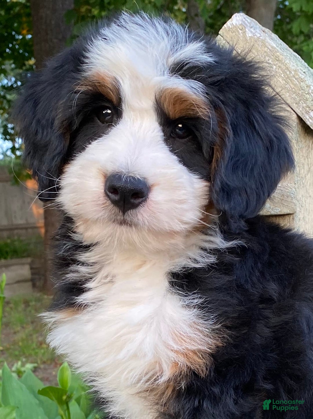 Mini Bernedoodle dogs for sale: 💛 Boston Ma 💛 Mini Bernedoodle - Image 20