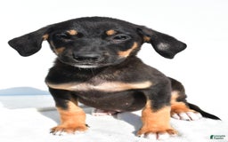 German Shepherd dogs for sale: Pansy - Image 4