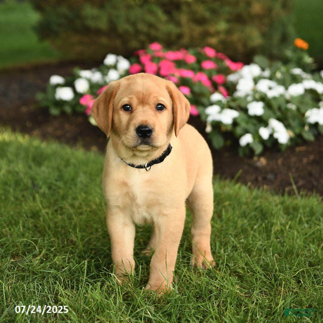 Labrador Retriever dogs for sale: Sailor - Image 2