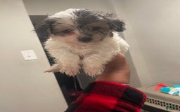 Maltese dogs for sale: No Name - Image 1