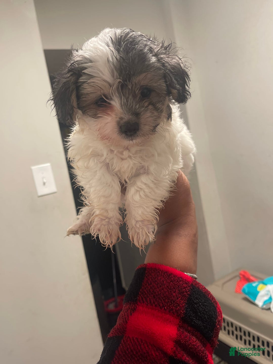 Maltese dogs for sale: No Name - Image 1
