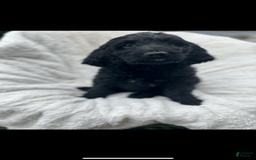 Bernedoodle dogs for sale: Magic - Image 1