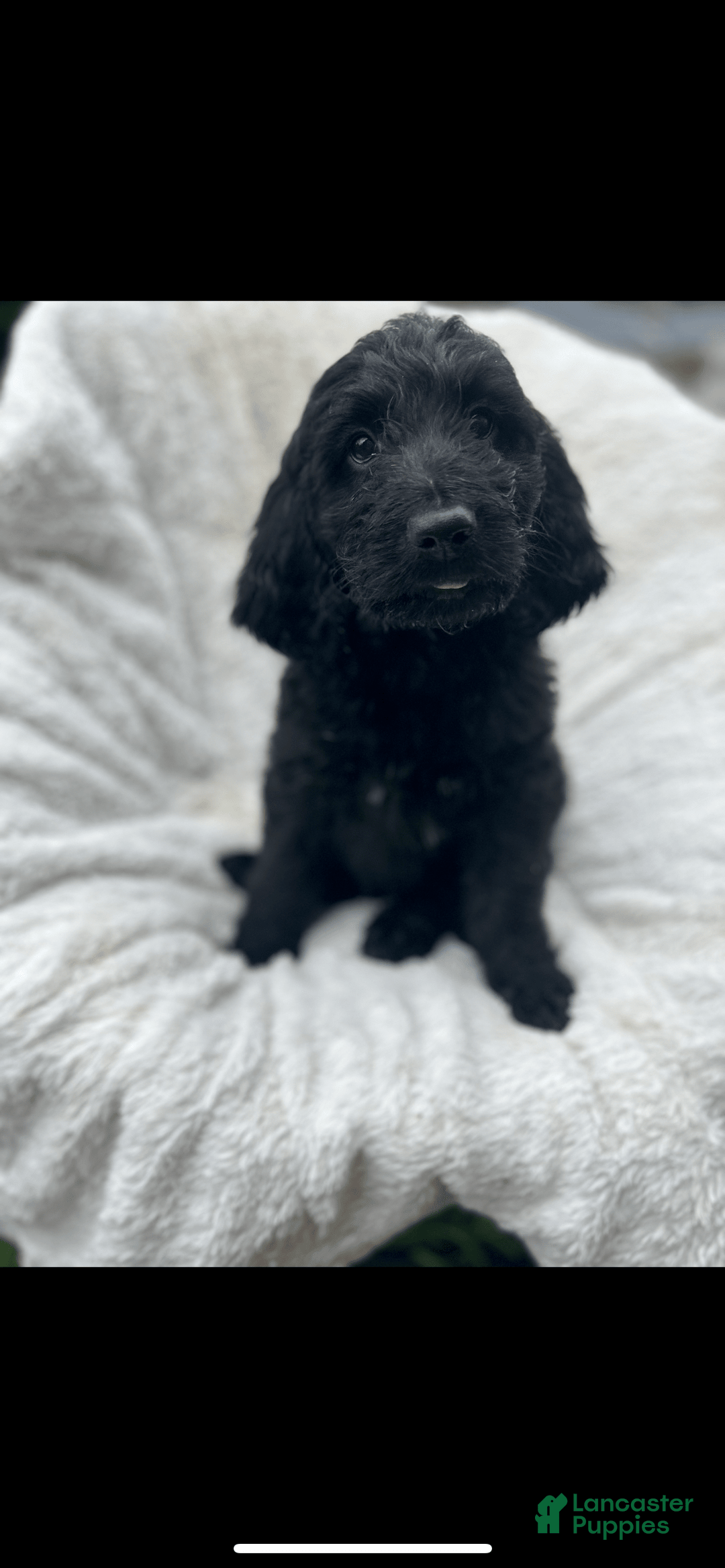 Bernedoodle dogs for sale: Magic - Image 1