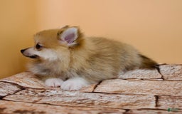 Pomeranian dogs for sale: Taryn - Image 4