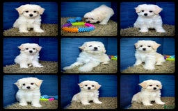 Shihpoo dogs for sale: Cedric - Image 19